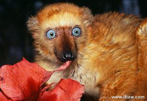 藍眼黑狐猴頭部特寫