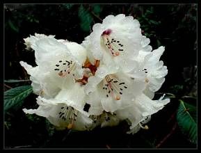 優秀杜鵑 優秀杜鵑