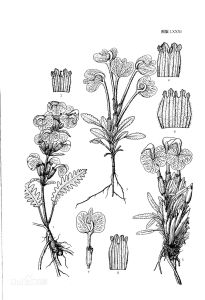 美麗馬先蒿全葉亞種冠額變種 美麗馬先蒿全葉亞種冠額變種