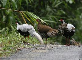 白鷳[鳥綱雉科動物]