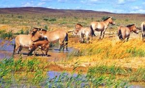 卡拉麥力有蹄類保護區 卡拉麥力有蹄類保護區