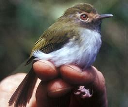 黑喉啞霸鶲 黑喉啞霸鶲