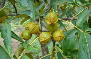 昌化山核桃 昌化山核桃