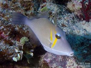 白線炮彈 白線炮彈