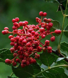花椒[植物]