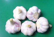 紅皮大蒜