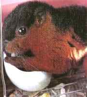 墨西哥草原松鼠