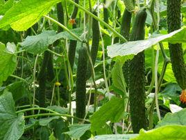 明研1號 明研1號