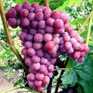 寒香蜜葡萄 寒香蜜葡萄