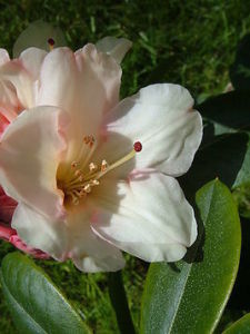 台灣銀蓮花 台灣銀蓮花