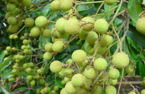 無患子科 無患子科