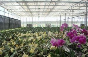 綠夢苑山莊 綠夢苑山莊