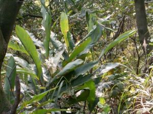 幽谷茶香 幽谷茶香