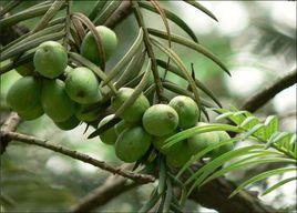 三尖杉科 三尖杉科