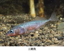 三刺魚