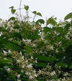 鱔藤(原變種) 鱔藤(原變種)