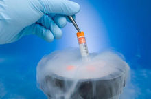 冷凍胚胎