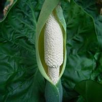 復總狀花序 復總狀花序