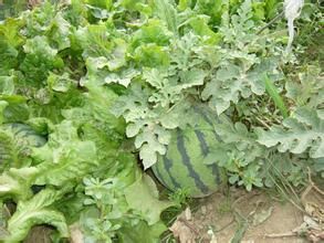 嘉年1號 嘉年1號