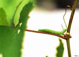 中央葡萄蟲 中央葡萄蟲