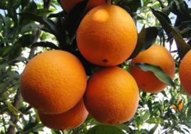 紅翠2號 紅翠2號