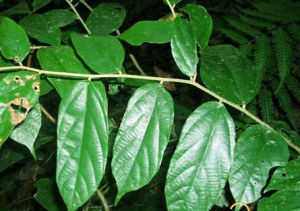 勐侖翅子樹 勐侖翅子樹