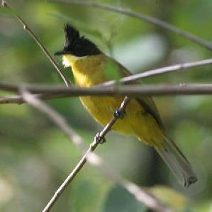 婆羅洲葉鵯 婆羅洲葉鵯