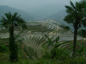 石屏上寨村梯田