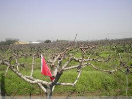 碾埡鄉付家廟村 碾埡鄉付家廟村