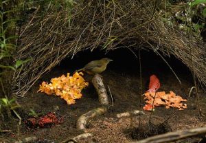 弗吉克普園丁鳥