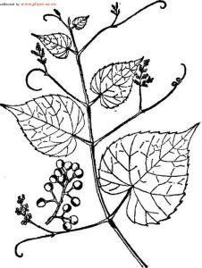 小果野葡萄 小果野葡萄