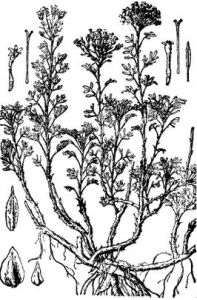 束傘亞菊 束傘亞菊