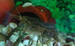 龍紋螯蝦