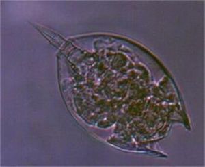 奇異六腕輪蟲 奇異六腕輪蟲