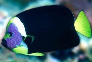 澳洲花面神仙 澳洲花面神仙