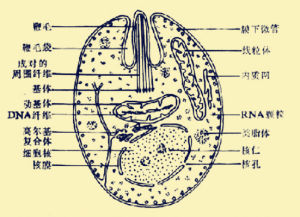 五大寄生蟲 五大寄生蟲