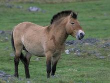 普氏野馬