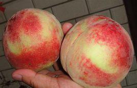 離核早紅桃 離核早紅桃