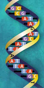 鹼基順序 鹼基順序