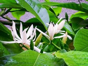 象牙白花蘭 象牙白花蘭