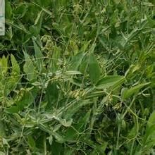 鼎湖魚藤 鼎湖魚藤