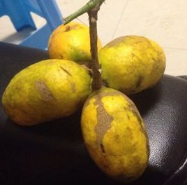 牛腰子果 牛腰子果