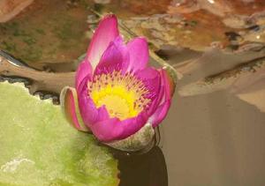 不結貴游 不結貴游