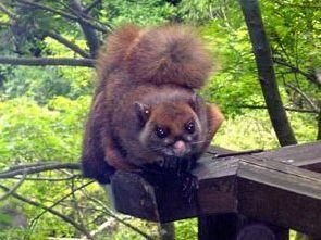 白頰鼯鼠 白頰鼯鼠