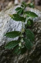 稀齒對羽苔 稀齒對羽苔