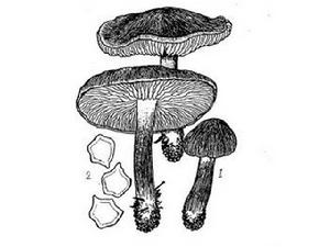 晶蓋粉褶菌 晶蓋粉褶菌