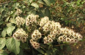 長毛風車子 長毛風車子