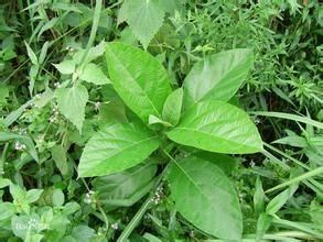 短柄對葉蘚 短柄對葉蘚