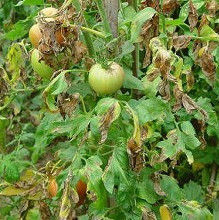 馬鈴薯晚疫 馬鈴薯晚疫