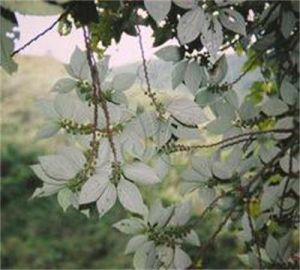 四脈麻屬 四脈麻屬